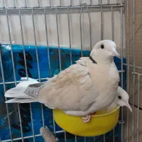 کبوتر تزئینی|پرنده|تهران, ائمه اطهار|دیوار