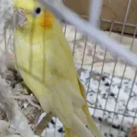 عروس هلندی|پرنده|ملایر, |دیوار