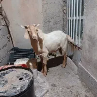 چبش کهره نر