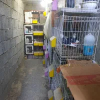 فروش چند جفت کبوتر پاکستانی