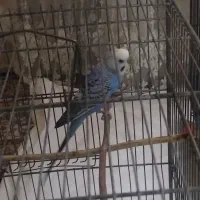 مرغ عشق