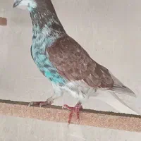 کفترپرشی|پرنده|گرگان, |دیوار