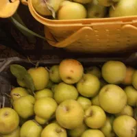 سیب|خوردنی و آشامیدنی|مشهد, استاد یوسفی (شهرک غرب)|دیوار