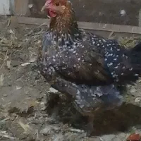 مرغ گلین اصلی