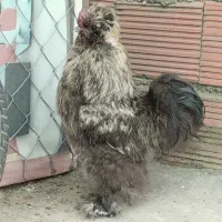 فروش مرغ و خروس ابریشمی