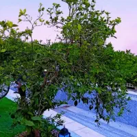 رهن و اجاره اپارتمان طبقه اول زیباشهر