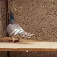 سبز خط سفید وسبزخط زرد  ماده هفت رنگ کرمونی جوان