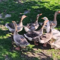 فروش غازمحلی|حیوانات مزرعه|شفت, |دیوار