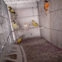 ۲۵ عددقناری درجه یک|پرنده|نهاوند, |دیوار