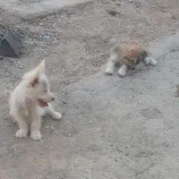 فروش سگ پاپی