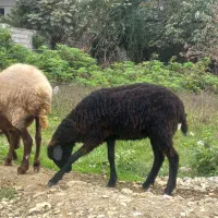 فروش گوسفند زنده داشتی آس|حیوانات مزرعه|چمستان, |دیوار