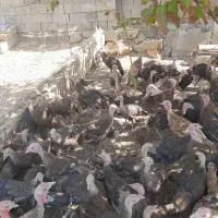 جوجه بوقلمون سه ماهه|حیوانات مزرعه|شاهین دژ, |دیوار