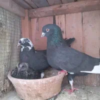 کفتر با جوجه|پرنده|قم, ولیعصر|دیوار