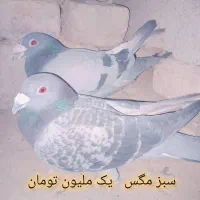 کبوترهای تروتمیز