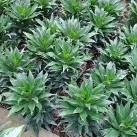 فروش گل و گیاه آپارتمانی