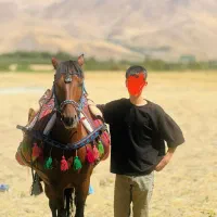 اسب سواری و باری|اسب و تجهیزات اسب‌سواری|پیرانشهر, |دیوار