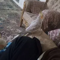 عروس هلندی گم شده