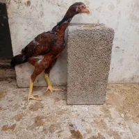 جوجه خروس لاری