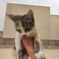 واگذاری بچه گربه|گربه|قم, پردیسان|دیوار