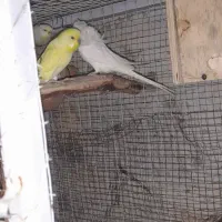 مرغ عشق مولد