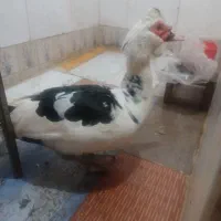 اردک اسراییلی نر و ماده