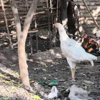 خروس و جوجه خروس لاری|حیوانات مزرعه|خان ببین, |دیوار