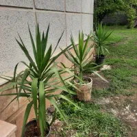 شمشاد و گل رز|گل و گیاه طبیعی|لاهیجان, بازکیاگوراب|دیوار