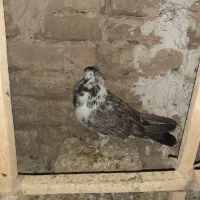 سبز کاکلی چاقچول ازم رفته
