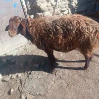 بره نر سالم به شرط هم برای قصابی وهم برای نگهداری|حیوانات مزرعه|ملایر, |دیوار