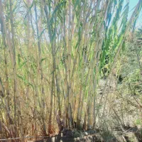 نی پرچین/نی خزانه/نیزار/نی حصار|عمده‌فروشی|رامیان, |دیوار