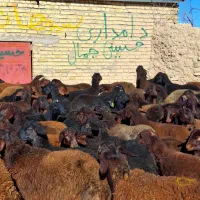 مال درجه یک|حیوانات مزرعه|دشتابی, |دیوار