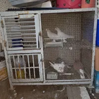 گنچه کفتری و در گنجه و ایرانیت