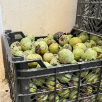 گردوتازه