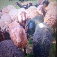پشم،زنی،گوسفند