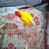 طوطی برزیلی ماده