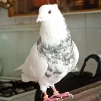 سلام یک عدد طوقی پاک وخفت