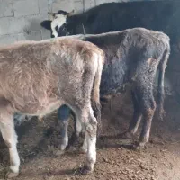 گوساله|حیوانات مزرعه|قره ضیاالدین, |دیوار