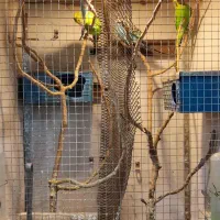 مرغ عشق و فنچ با قفس یکجا|پرنده|قزوین, |دیوار