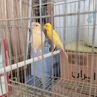 دو عدد ماده آماده پاکسازی شده، باهم فروخته می‌شود