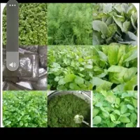 سبزی خورشتی رامهرمز|خوردنی و آشامیدنی|شاهین‌شهر, فردوسی|دیوار