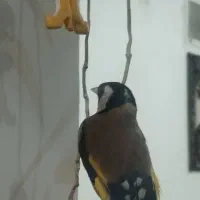 سهره