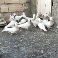 کبوتر طوقی|پرنده|کنگاور, |دیوار