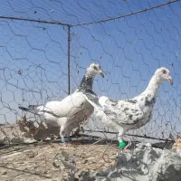سوسکی جلاد|پرنده|تربت‌حیدریه, ۴۵ متری|دیوار