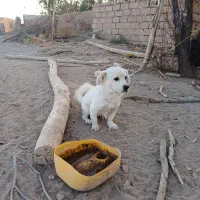 سگ خانگی|سگ|سیرجان, |دیوار