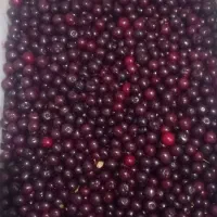 آلبالو تازه زشک
