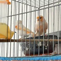 فروش قناری های پرورشگاه|پرنده|قیدار, |دیوار