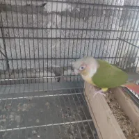 گرینچیک مولد تضمینی