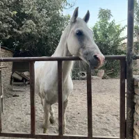 پانسیون اسب ، سوارکاری تفریحی ، آموزش سوارکاری