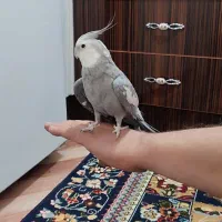 عروس هلندی نر|پرنده|کرج, شهرک جهان‌نما|دیوار