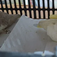 عروس  هلندی لوتینو